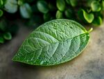 翠綠葉片的清新特寫