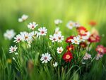 春日爛漫小花綻放