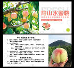 陽山水蜜桃