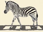 斑馬漫步插畫圖