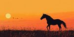 夕陽下獨(dú)行的駿馬
