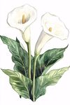 優(yōu)雅白色馬蹄蓮插畫