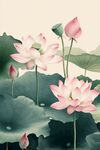 水墨風(fēng)荷花綻放圖