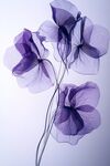 夢(mèng)幻紫色花朵藝術(shù)攝影圖