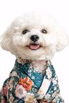 穿花衣的可愛比熊犬