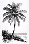 海邊單棵椰子樹黑白插畫