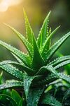 陽光下帶露珠的翠綠蘆薈