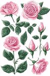 粉色玫瑰花卉插畫(huà)素材