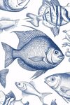 海洋魚類手繪圖案集合