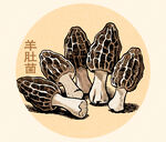羊肚菌