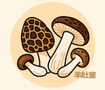 羊肚菌插畫