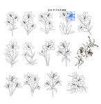 百合花卉線稿圖案設(shè)計(jì)素材