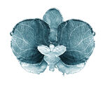 藍(lán)色抽象蘭花圖案