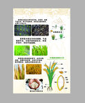 農(nóng)業(yè)作物展示