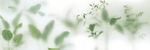 霧氣磨砂膜效果綠植貼圖