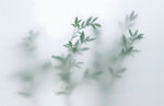 霧氣磨砂膜效果綠植貼圖