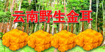 云南野生黃金耳