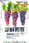 葡萄