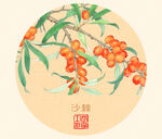 沙棘