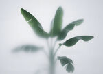 霧氣磨砂膜效果綠植貼圖