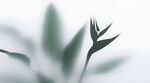 霧氣磨砂膜效果綠植貼圖