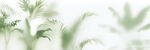 霧氣磨砂膜效果綠植貼圖