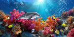 海底世界海底生物
