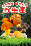 野生菌
