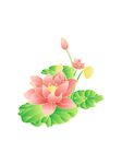 矢量手繪古風(fēng)荷花免摳元素