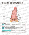 直腸解剖結(jié)構(gòu)圖展示