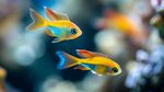 五彩斑斕的熱帶小魚共游