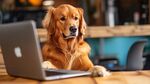 金毛犬專注看筆記本電腦
