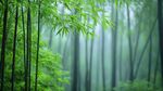 翠綠竹林 彌漫清新霧氣