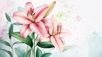 水彩粉色百合花清新插畫