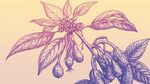 手繪植物果實(shí)枝葉圖