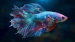 五彩斑斕的暹羅斗魚
