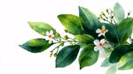 水彩繪綠葉白花植物圖
