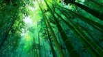 陽(yáng)光灑落的靜謐翠綠竹林