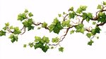 翠綠常春藤藤蔓插畫
