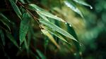 雨后翠竹 晶瑩露珠掛葉尖