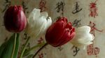 中式背景下的紅白郁金香