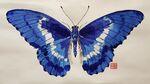 藍(lán)白相間美麗蝴蝶畫作