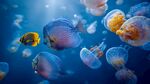 夢(mèng)幻海底的魚(yú)與水母共舞