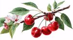 枝頭紅櫻桃綻放春日生機