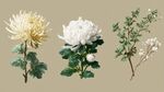 三株花卉插畫展現(xiàn)自然之美