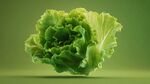 新鮮生菜特寫