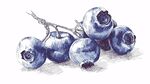 手繪藍(lán)莓靜物圖