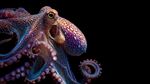 多彩章魚特寫