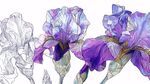紫色鳶尾花手繪插畫