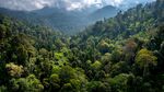 茂密山林全景